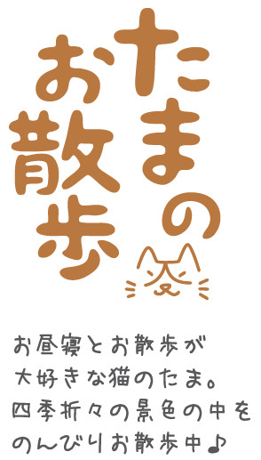 Furoshiki Kočka 12 vzorů 50x50 cm Červen